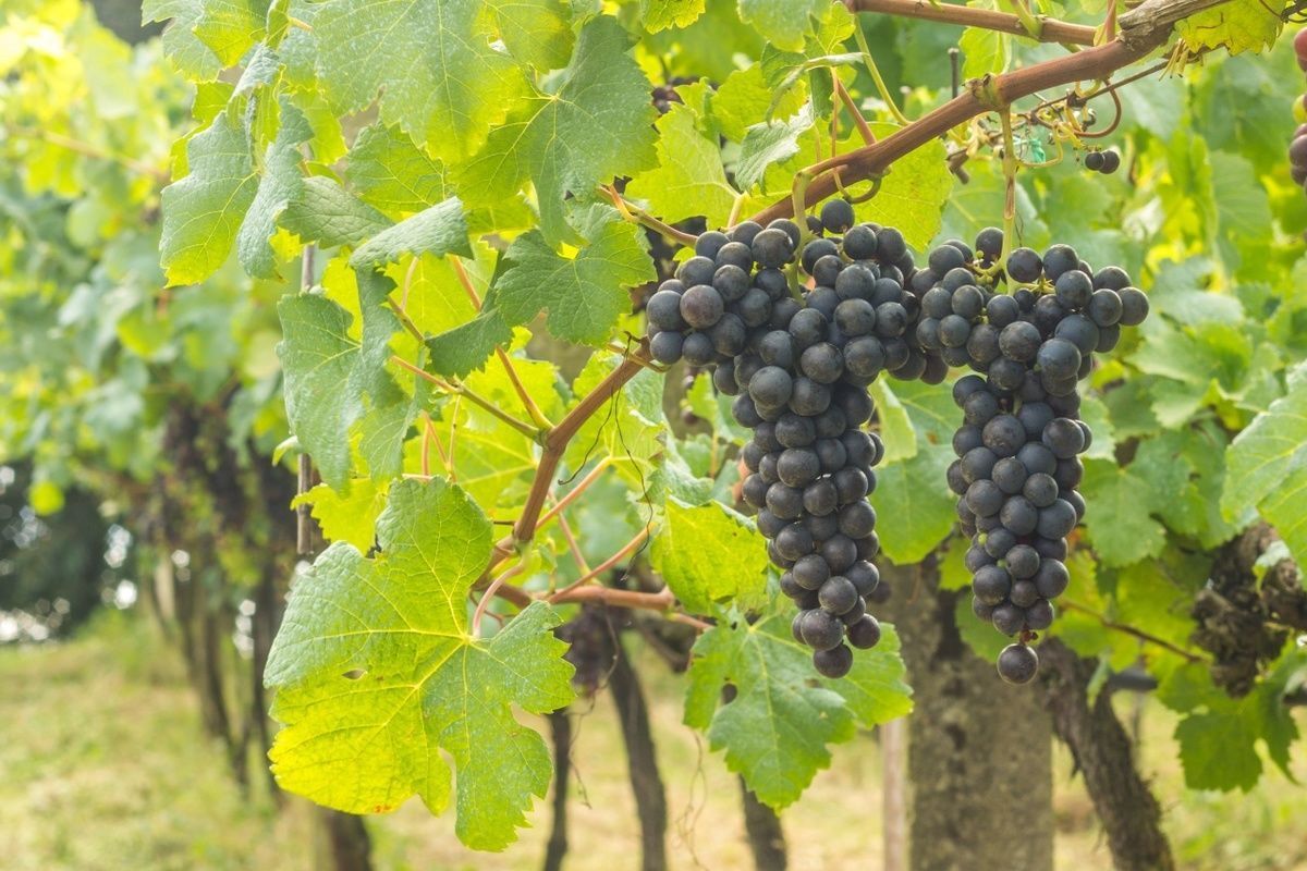 Safra da uva no RS deve superar proje��o inicial e chegar a 900 milh�es de quilos