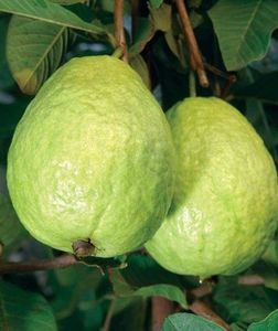 Luz ultravioleta modulada reduz doen�a p�s-colheita e amplia vida �til da goiaba, aponta estudo