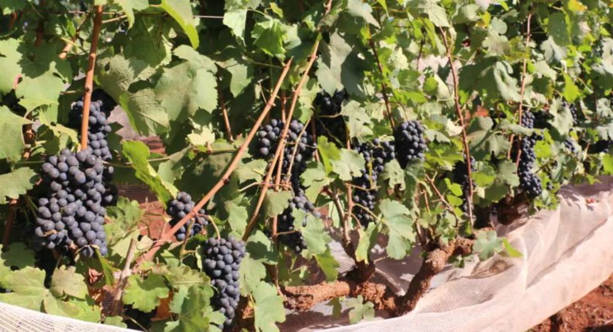 Epamig recomenda novas cultivares para o manejo de dupla poda