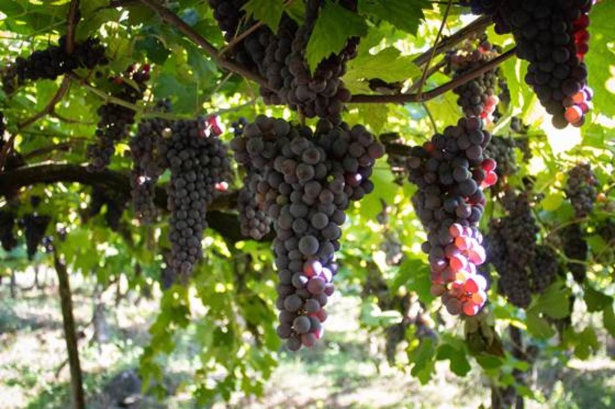 Safra da uva 2026 come�a na Serra Ga�cha com boa qualidade e produtividade