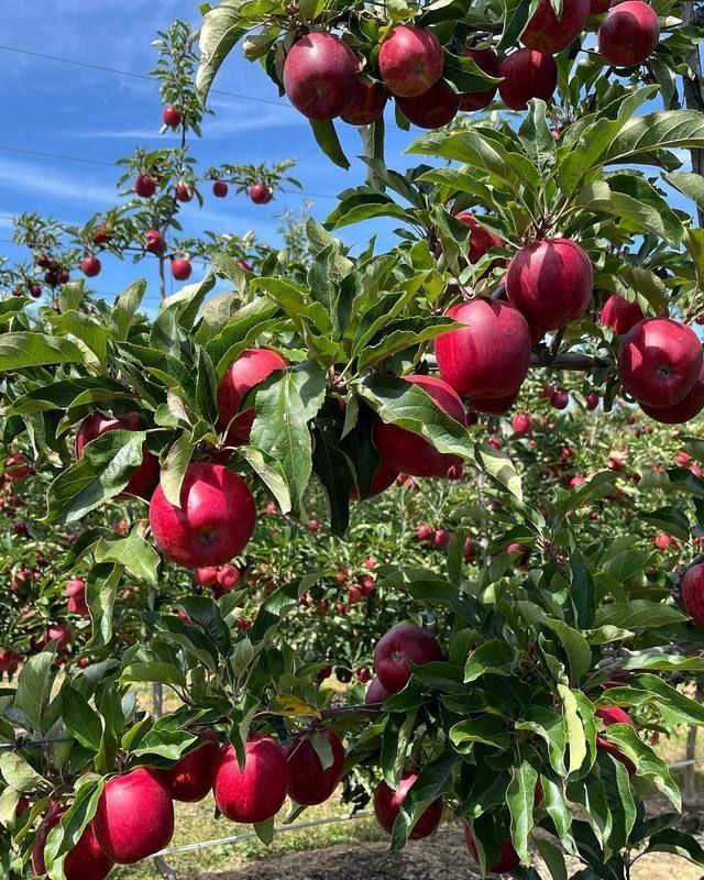 Cientistas identificam um gene chave na toler�ncia ao sal em macieiras