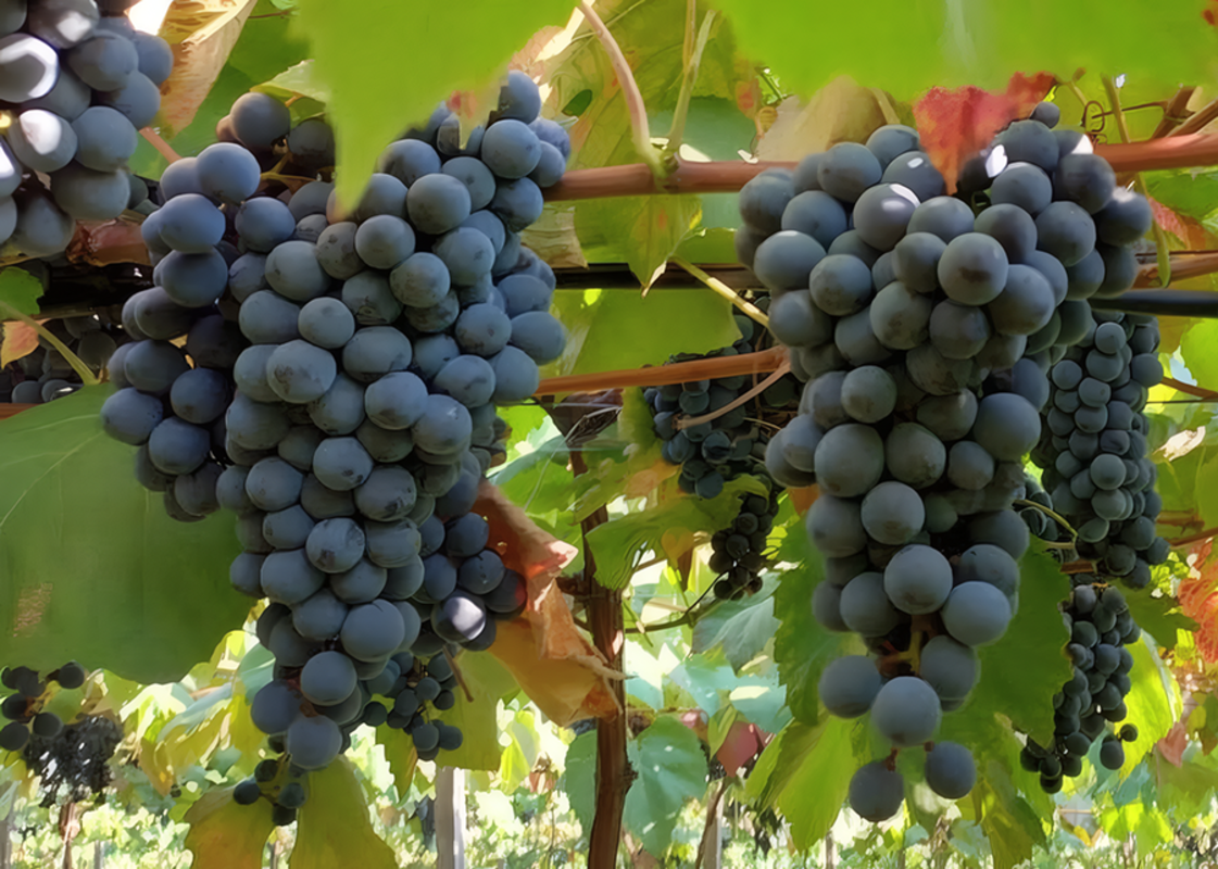 Novo combo de uvas tintureiras refor�a produ��o de sucos e vinhos brasileiros