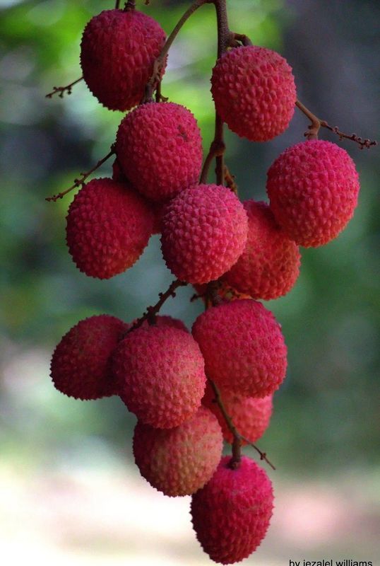 A fruta do amor: lichia produzida em SP conquista mercados
