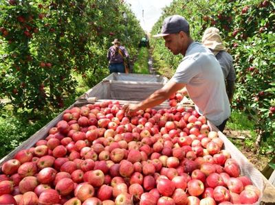 Safra da ma�� em SC deve crescer 28% neste ano e pre�os come�am a cair