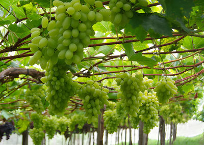 Embrapa lan�a nova cultivar de uva branca sem sementes para produtores do Sul do Brasil