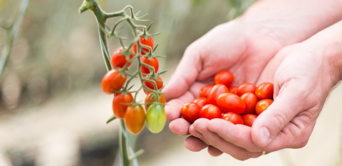 Rota do Tomate + Sustent�vel abre inscri��es para reconhecer produtores  alinhados �s novas exig�ncias do mercado
