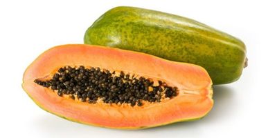 Produtor na Bahia atinge 70 toneladas/ha de mam�o com piv� super alto