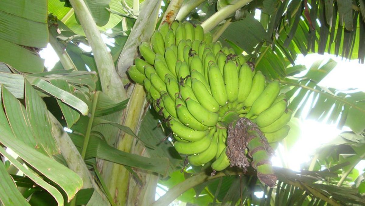 Brasil e Equador v�o pesquisar variedades de banana resistentes a doen�as graves