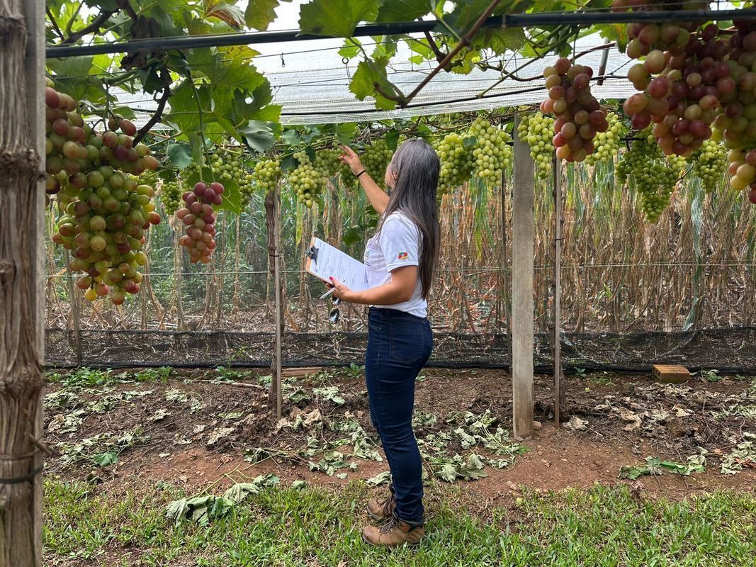 Secretaria da Agricultura refor�a monitoramento para prevenir cancro da videira