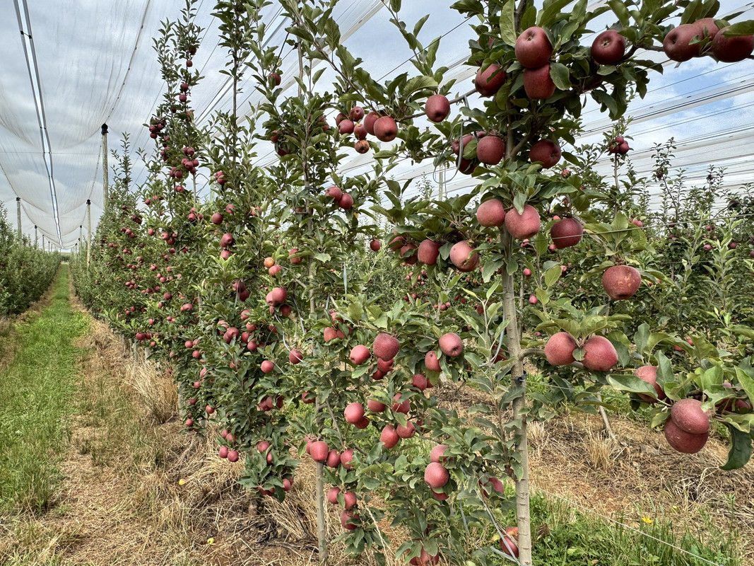 Agricultura participa de reuni�o nacional para revisar norma sobre o cancro europeu da macieira