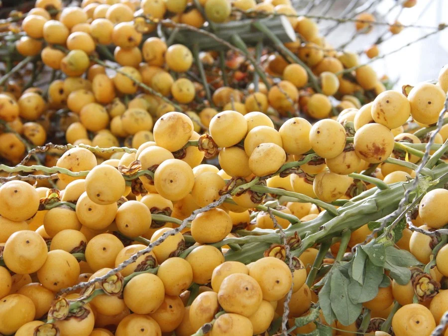 Centro de pesquisa da Seapi comemora o Dia Estadual do Buti� em Caxias do Sul