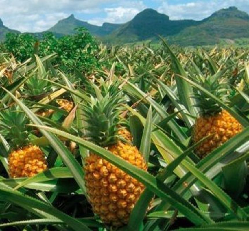 Abacaxi fluminense impulsiona a fruticultura e fortalece a agricultura familiar