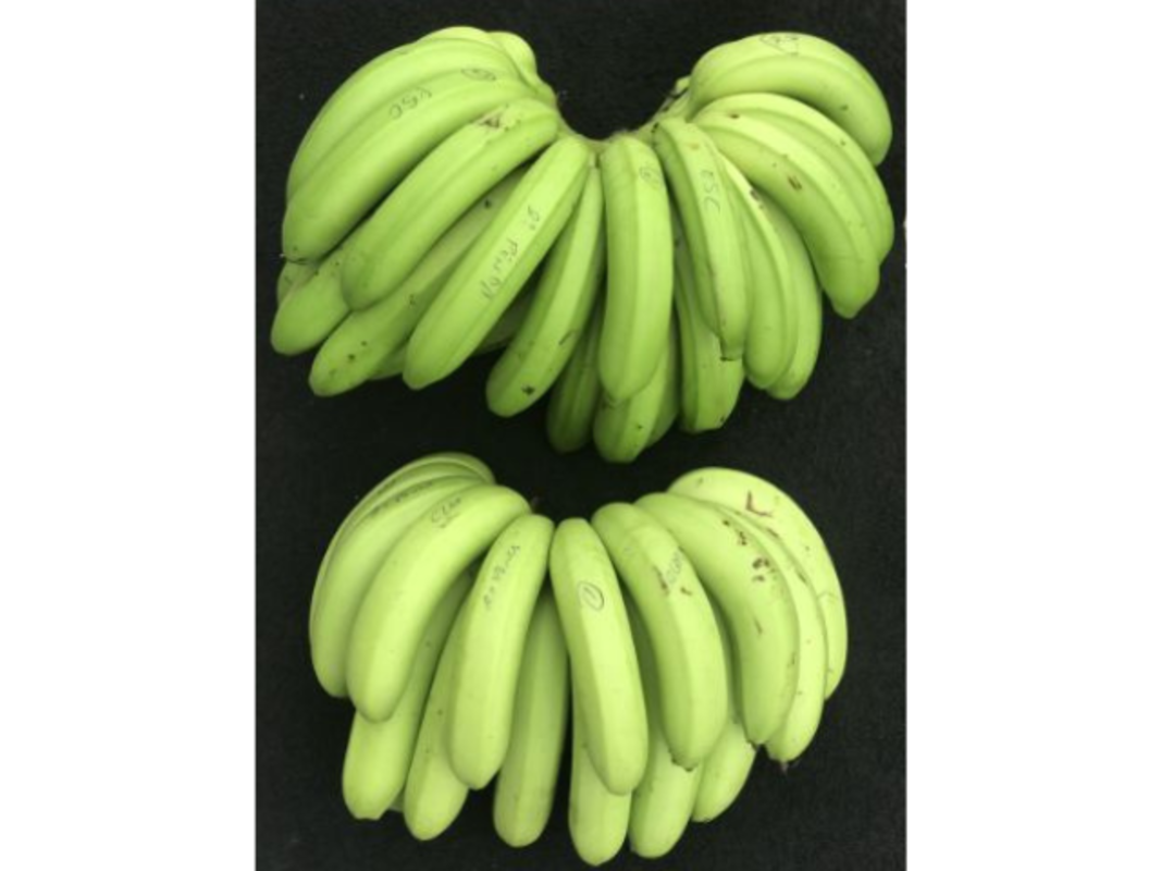 Epagri lan�a cultivar de banana na Esta��o Experimental de Itaja� no pr�ximo dia 26, no 2� FRUTIEEI