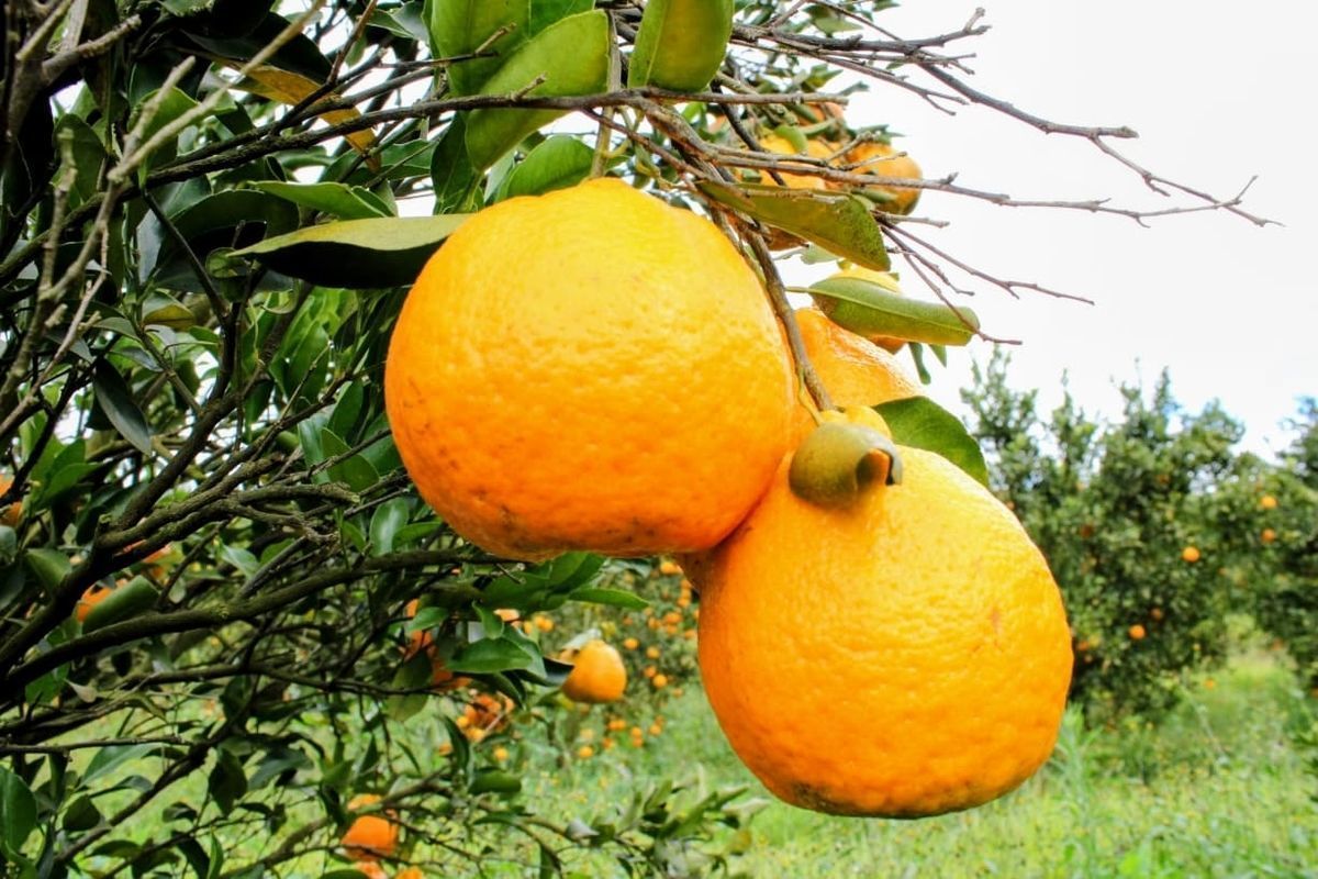 Alto Parana�ba, Tri�ngulo e Noroeste se mobilizam para criar barreira sanit�ria contra doen�a da laranja