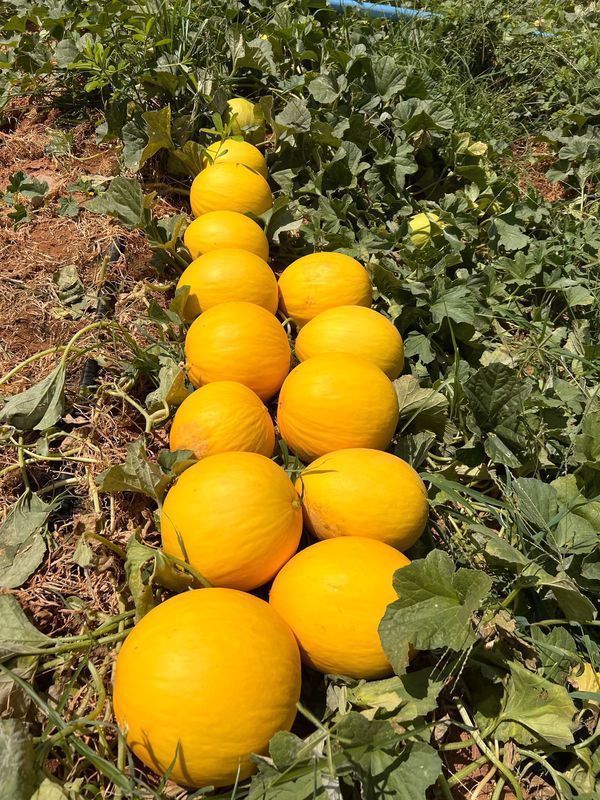 Mossor� recebe F�rum de Neg�cios da Fruticultura e Workshop sobre moscas-das-frutas em junho