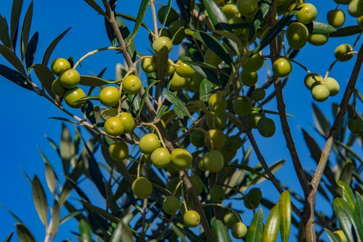 Abertura Oficial da Colheita da Oliva ocorre dia 17 de abril em Triunfo