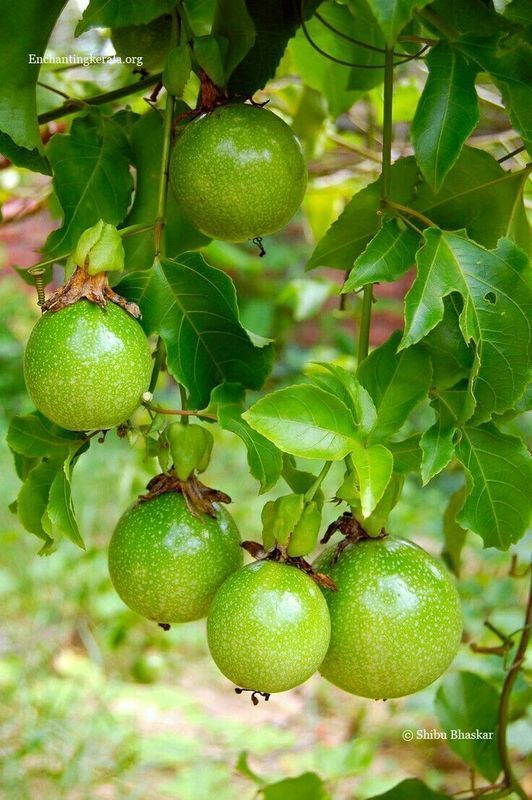 T�cnica criada por produtores est� mudando o cultivo do maracuj� no Brasil