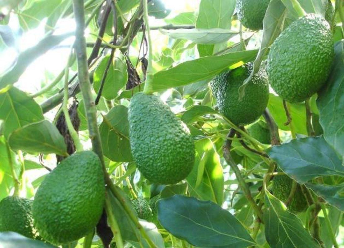 De fruta do quintal da av� a commodity de exporta��o: Minas vira pot�ncia na exporta��o de avocado