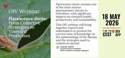 A OIV est� organizando um semin�rio sobre flavesc�ncia dourada e prote��o de vinhedos
