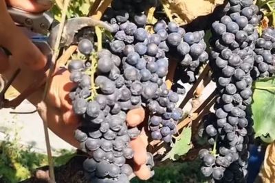 Vinho paulista conquista o mundo: r�tulos de SP vencem pr�mios internacionais e destacam a vitivinicultura brasileira em 2026