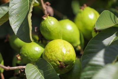  Inimigo invis�vel: explos�o de moscas-das-frutas amea�a pomares no Distrito Federal