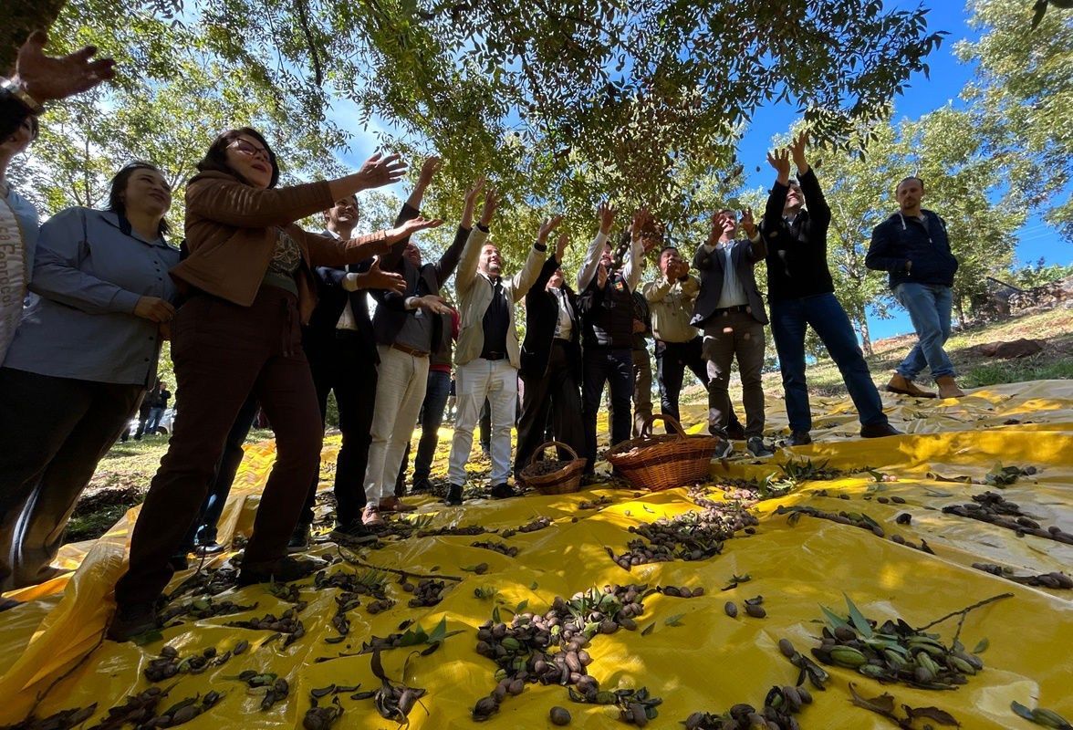 Noz-pec� mira safra de at� 8 mil toneladas ap�s abertura da colheita da safra