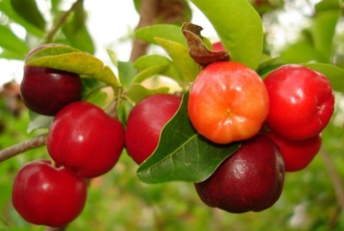 Acerola ganha guia t�cnico da Embrapa com orienta��es do plantio � colheita para produtores