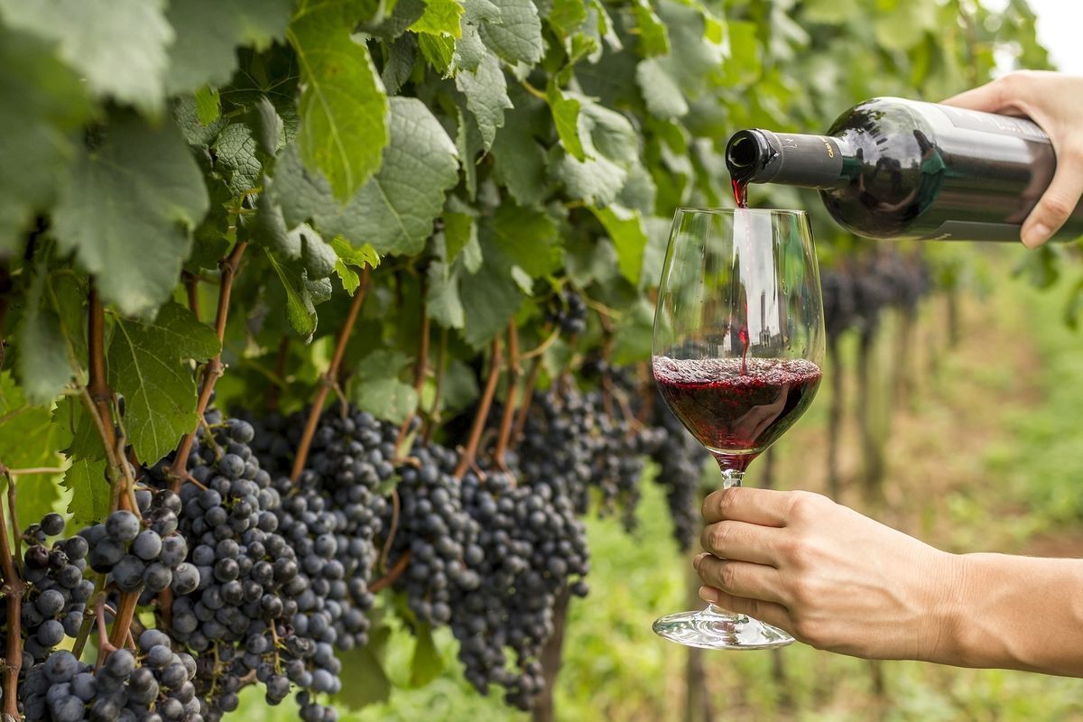 Vinhos finos da Campanha Ga�cha avan�am com base t�cnica e identidade regional