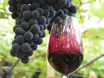 Estudo aponta diversidade como diferencial estrat�gico da vitivinicultura brasileira