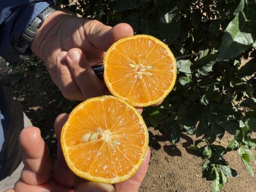 CarriCea T1 da Soilcea: o primeiro porta-enxerto editado por CRISPR que oferece toler�ncia ao esverdeamento