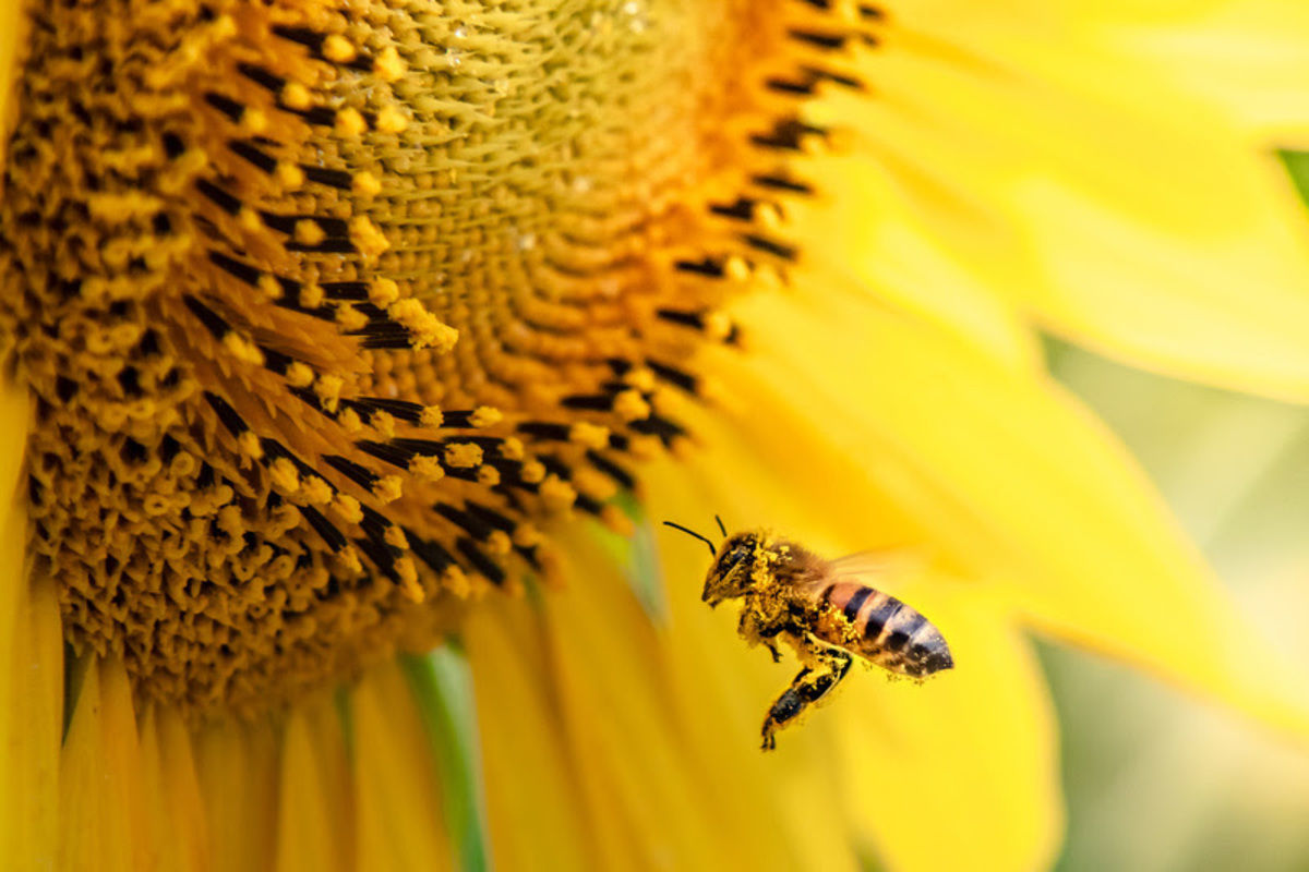 Painel de polinizadores � nova funcionalidade do CropData - A nova funcionalidade traz o Atlas da Apicultura brasileira, que re�ne indicadores de estabelecimentos, quantidade