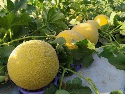 F�rum de Neg�cios da Fruticultura re�ne especialistas e produtores em Mossor�; veja programa��o