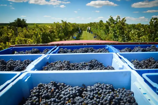 Campanha Ga�cha ganha obra com a base cient�fica da Indica��o Geogr�fica de vinhos